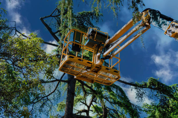 Best Tree Removal Contractors  in USA